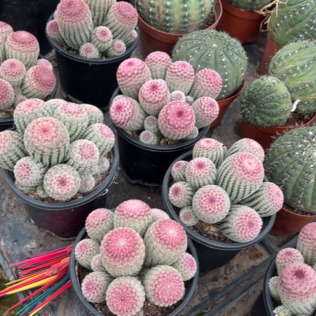 实生根红太阳随机一颗。   