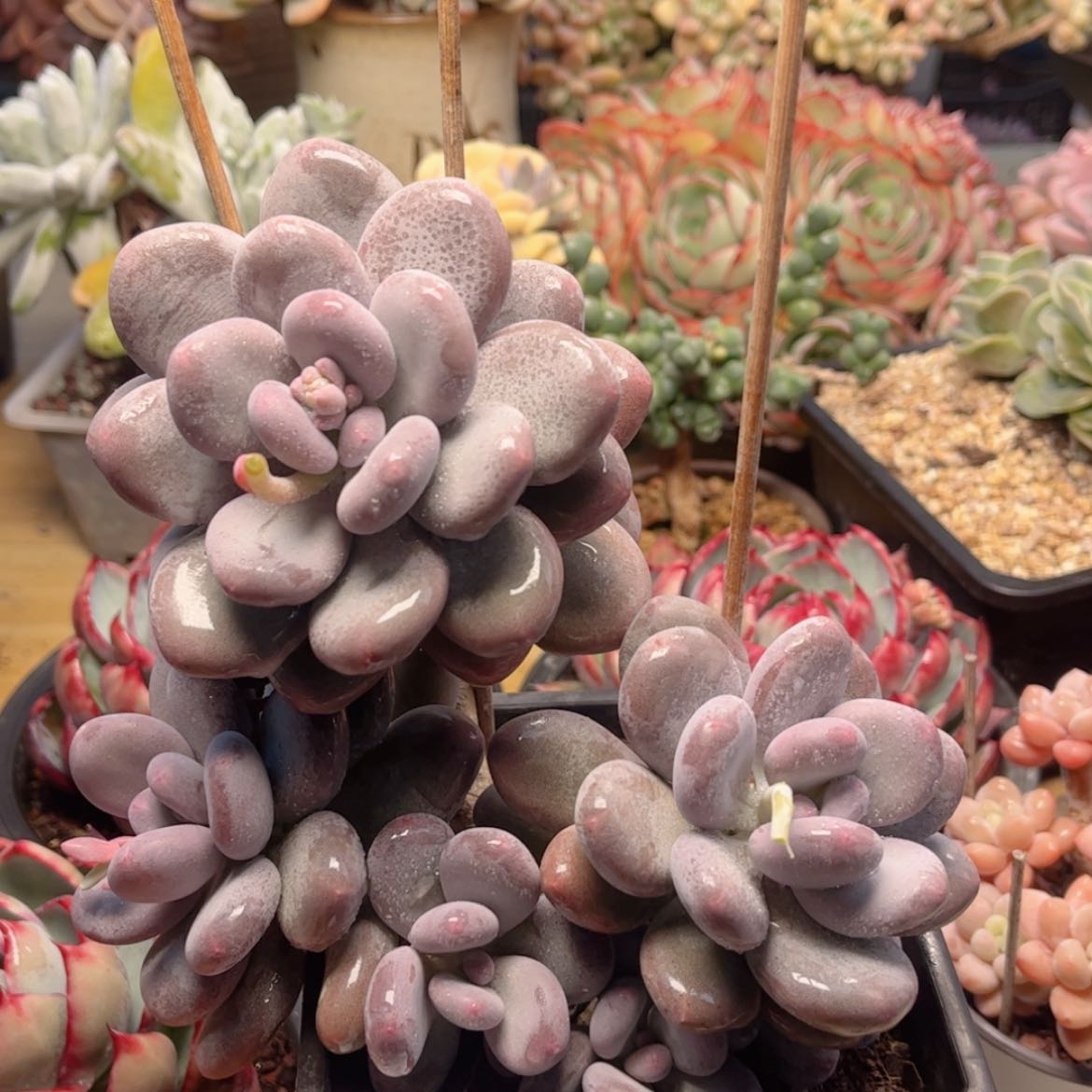 【闪购商品】1590秋美人