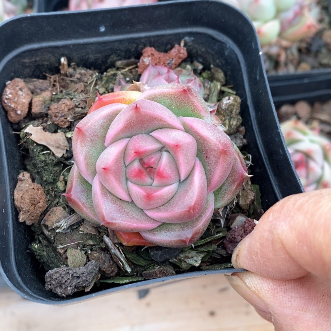 精品多肉一物一拍不包整160