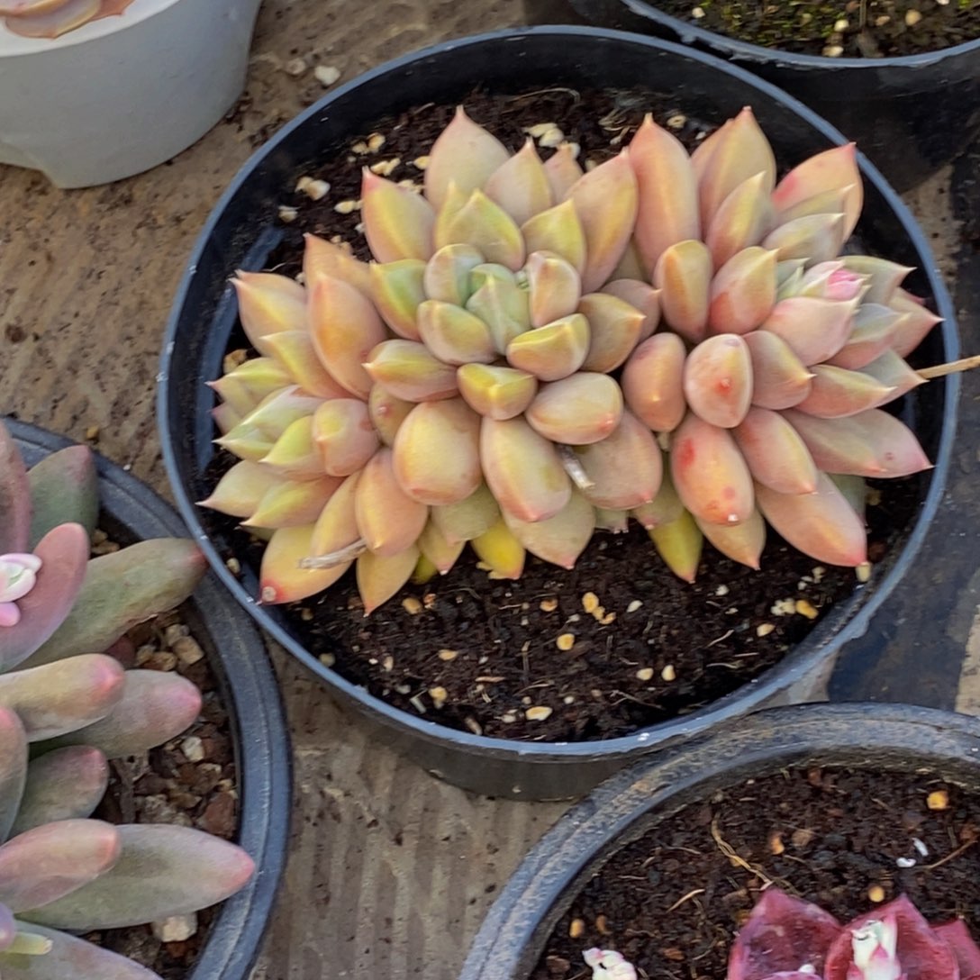 妞*48包邮一物一拍多肉