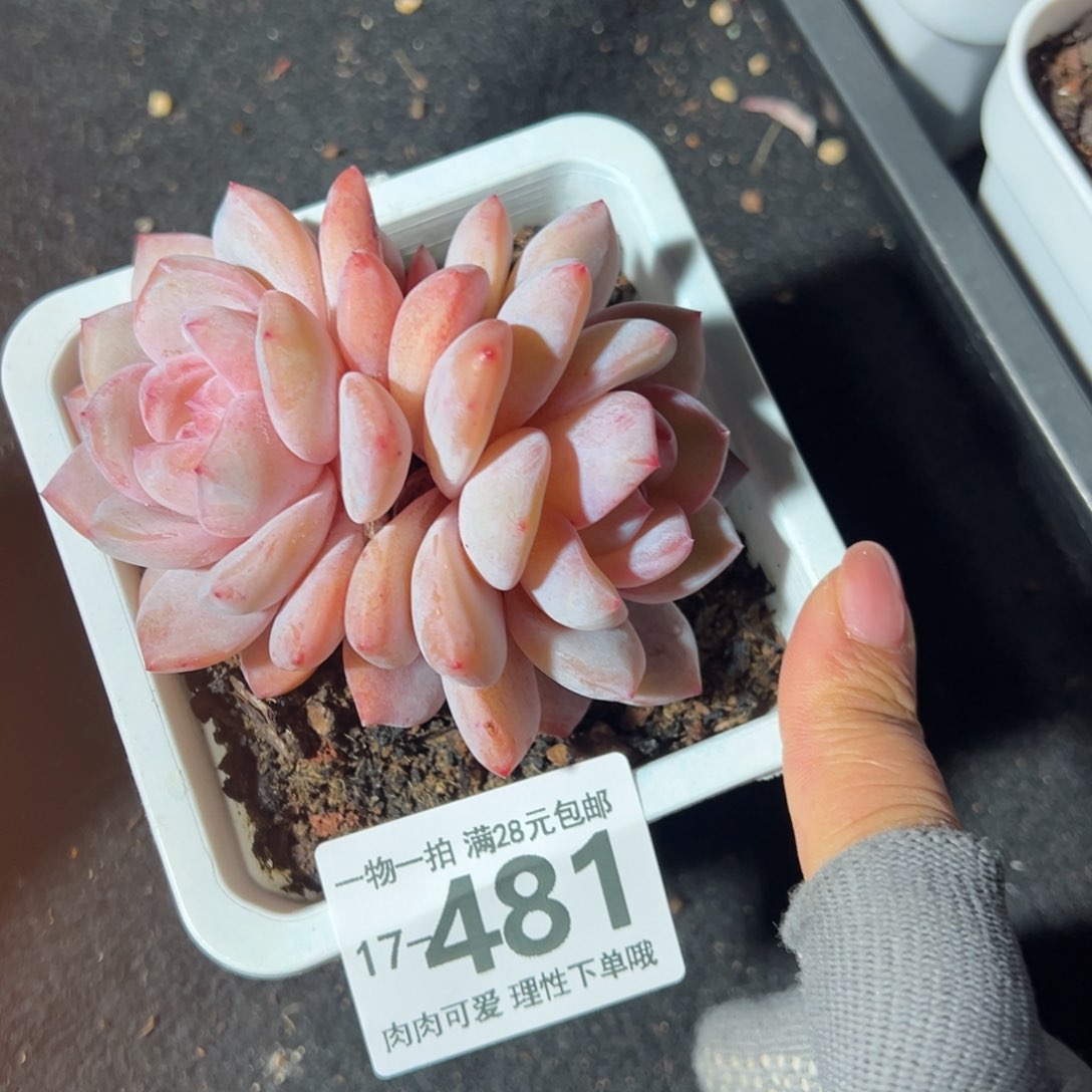 橙梦露多肉多肉多肉多