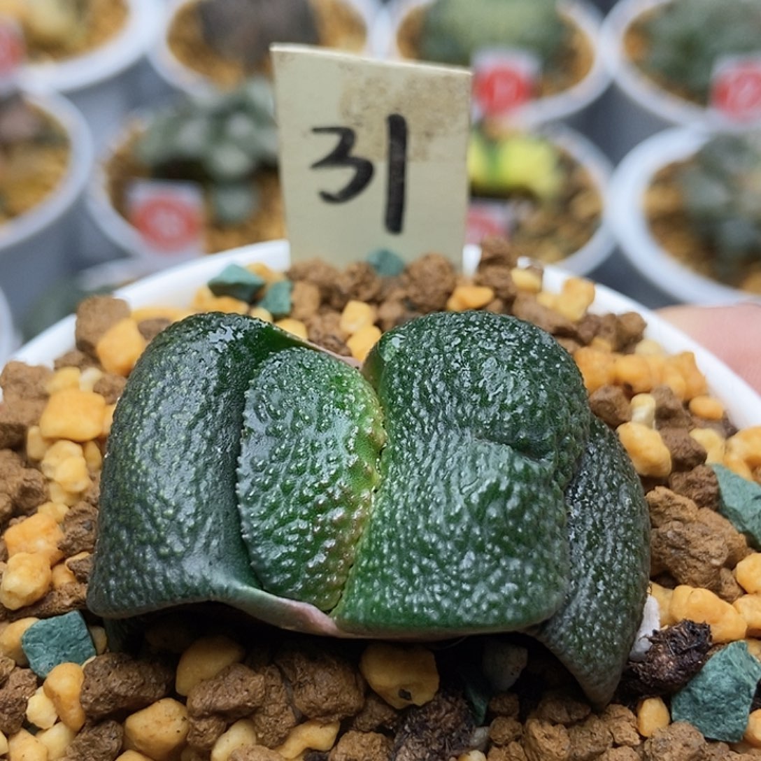 侯***31短叶卧牛1111111
