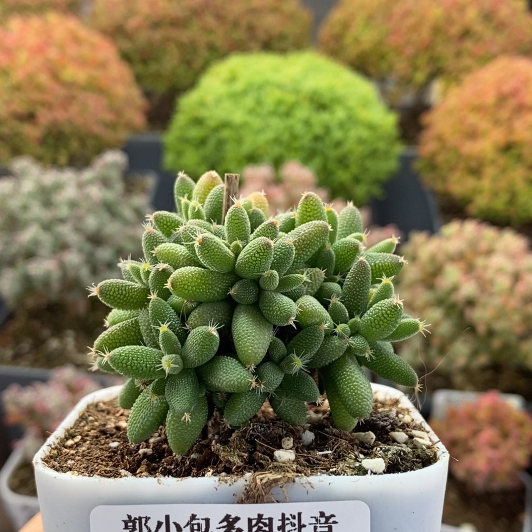 阿***璃实生玉米4067枝干番杏