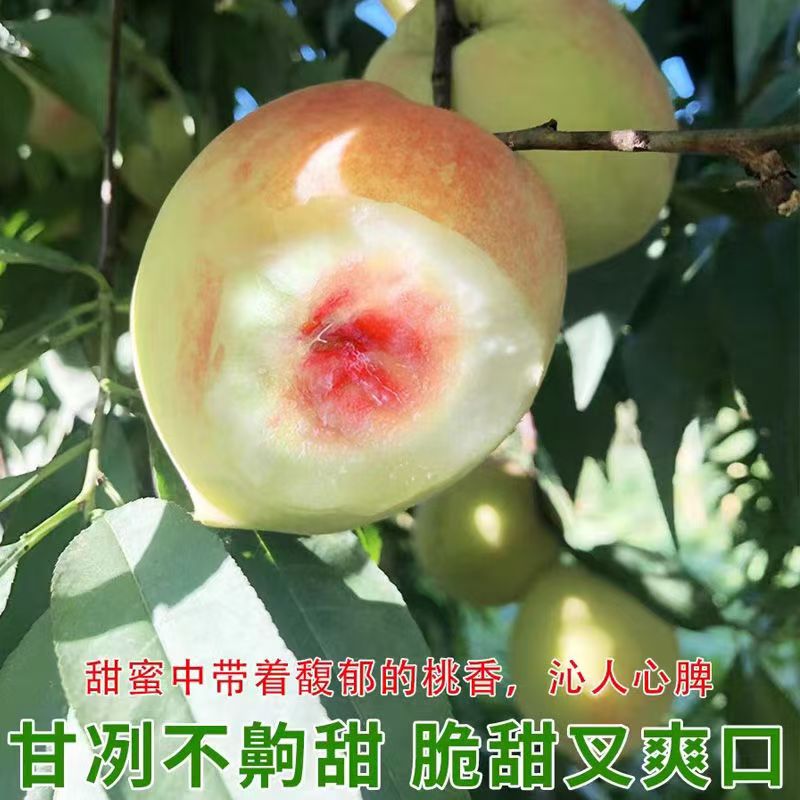 【大果】正宗广东连平上坪鹰嘴蜜桃新鲜现摘脆甜爽口当季水果