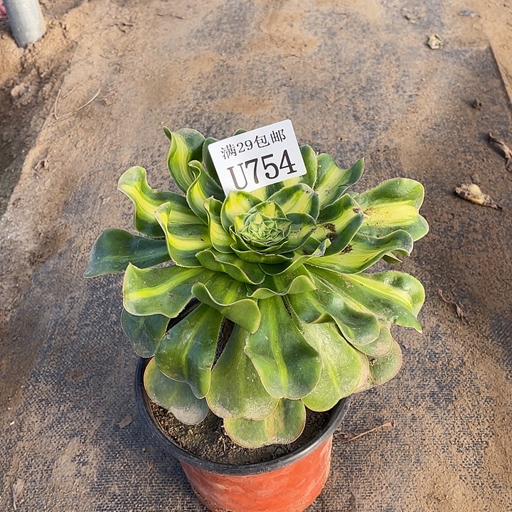754爆君   多肉植物     