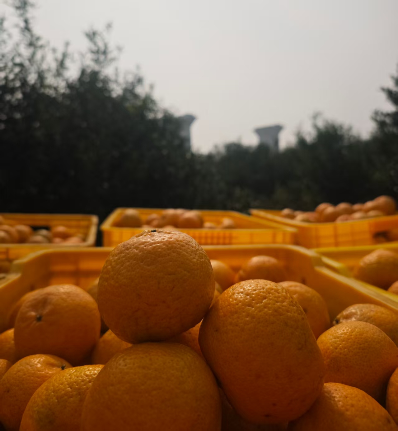 2025年新会大红新鲜茶枝柑欢迎现场采摘可带加工剥皮生晒不包邮