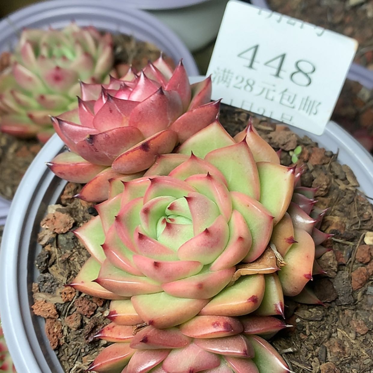 【闪购商品】云448