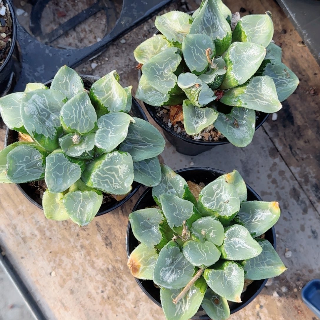 万象盆沁影多肉植物一颗