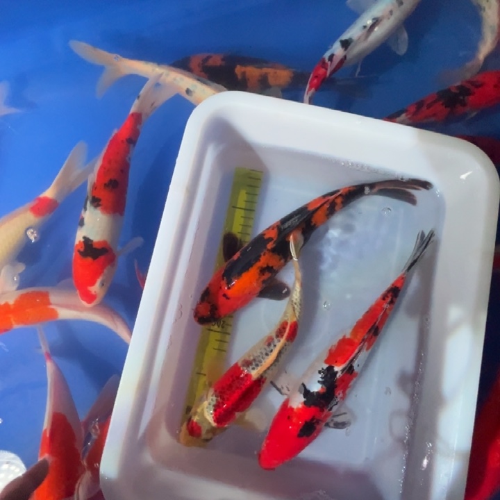 锦鲤锦鲤红白三色