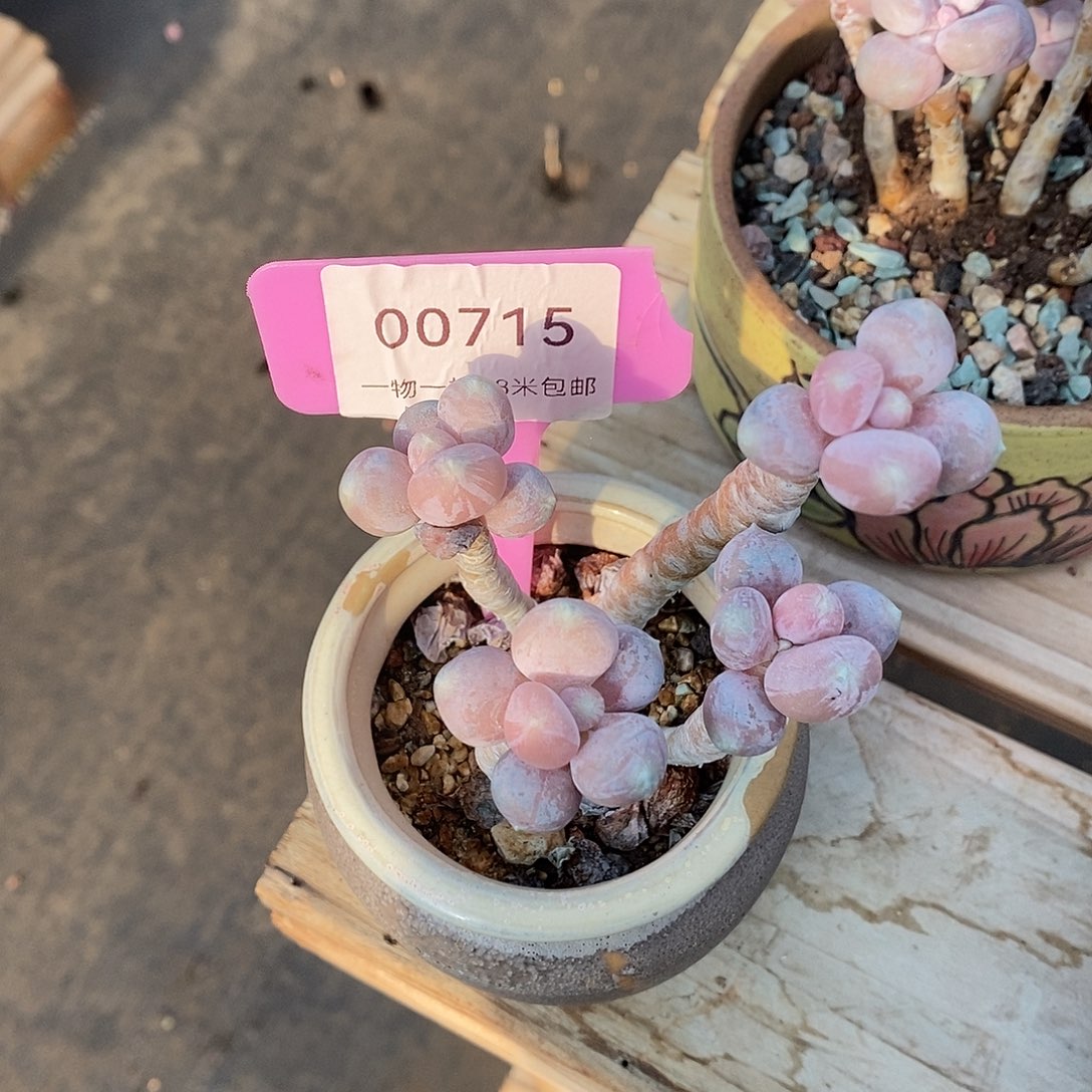 715天最咯咯来咯哦哦哦哦