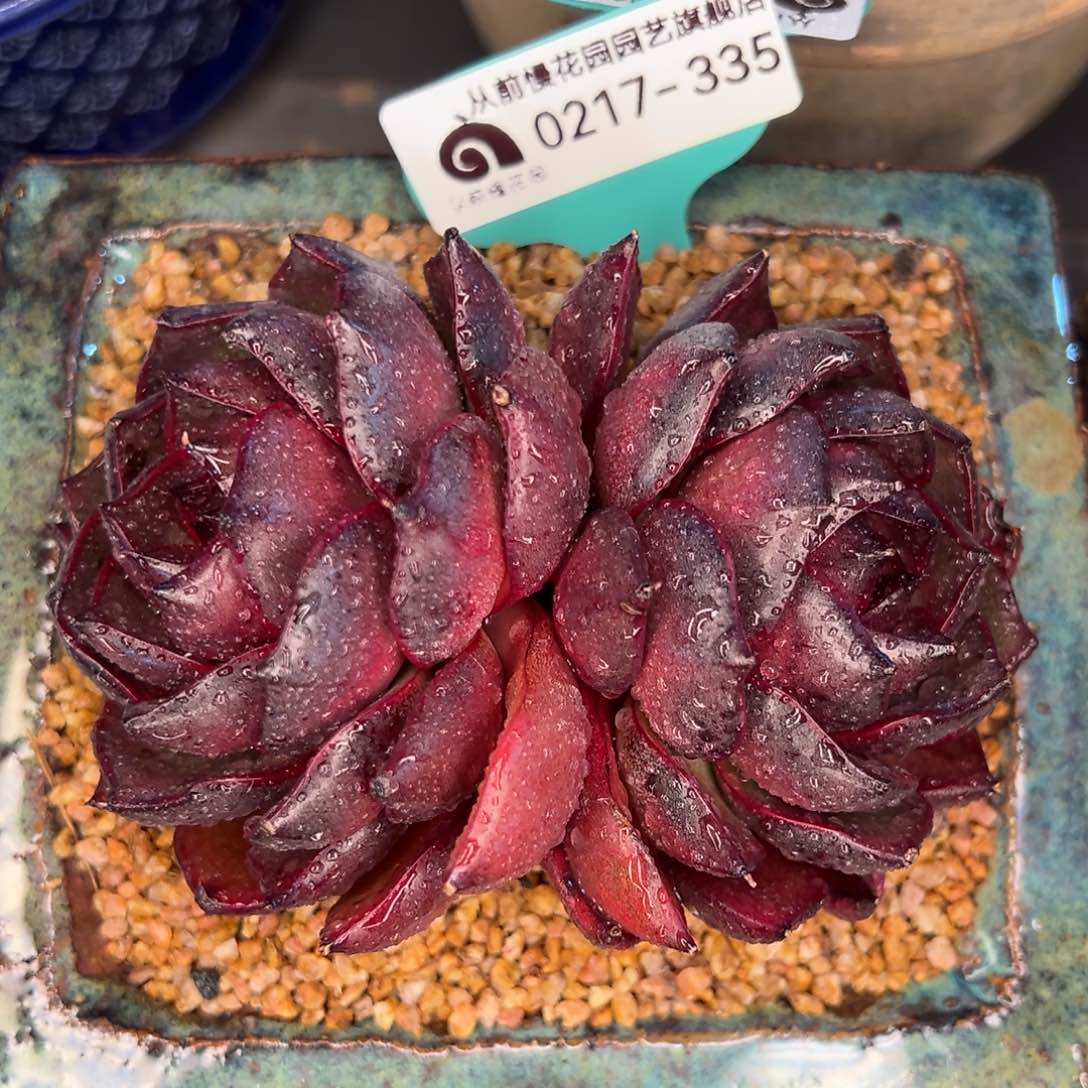 从前慢多肉精选编号0217.335