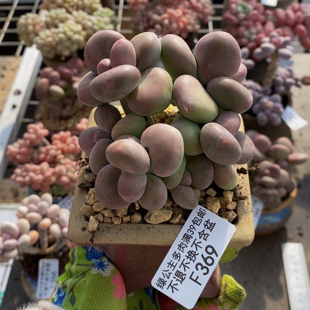 芒果奶酪369/8c m