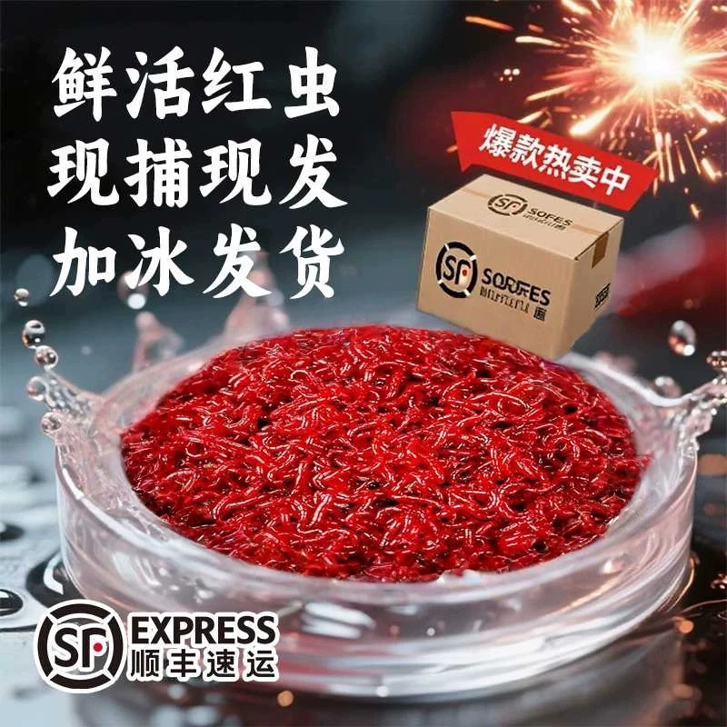 新鲜红虫黑头公虫活饵喂鱼饵拉饵鲫鱼野钓饵料钓鱼营养饵特大
