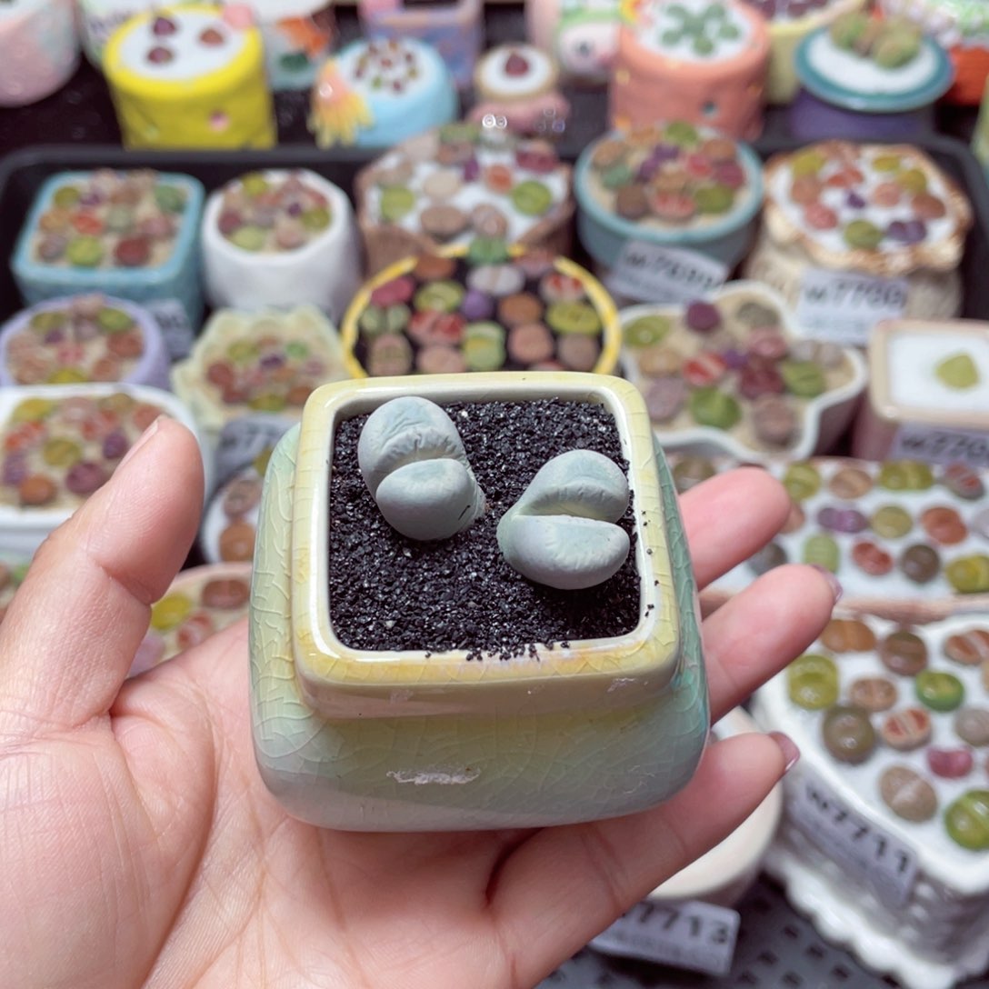 w7716 -零下地区拍保温箱-15支持寄养