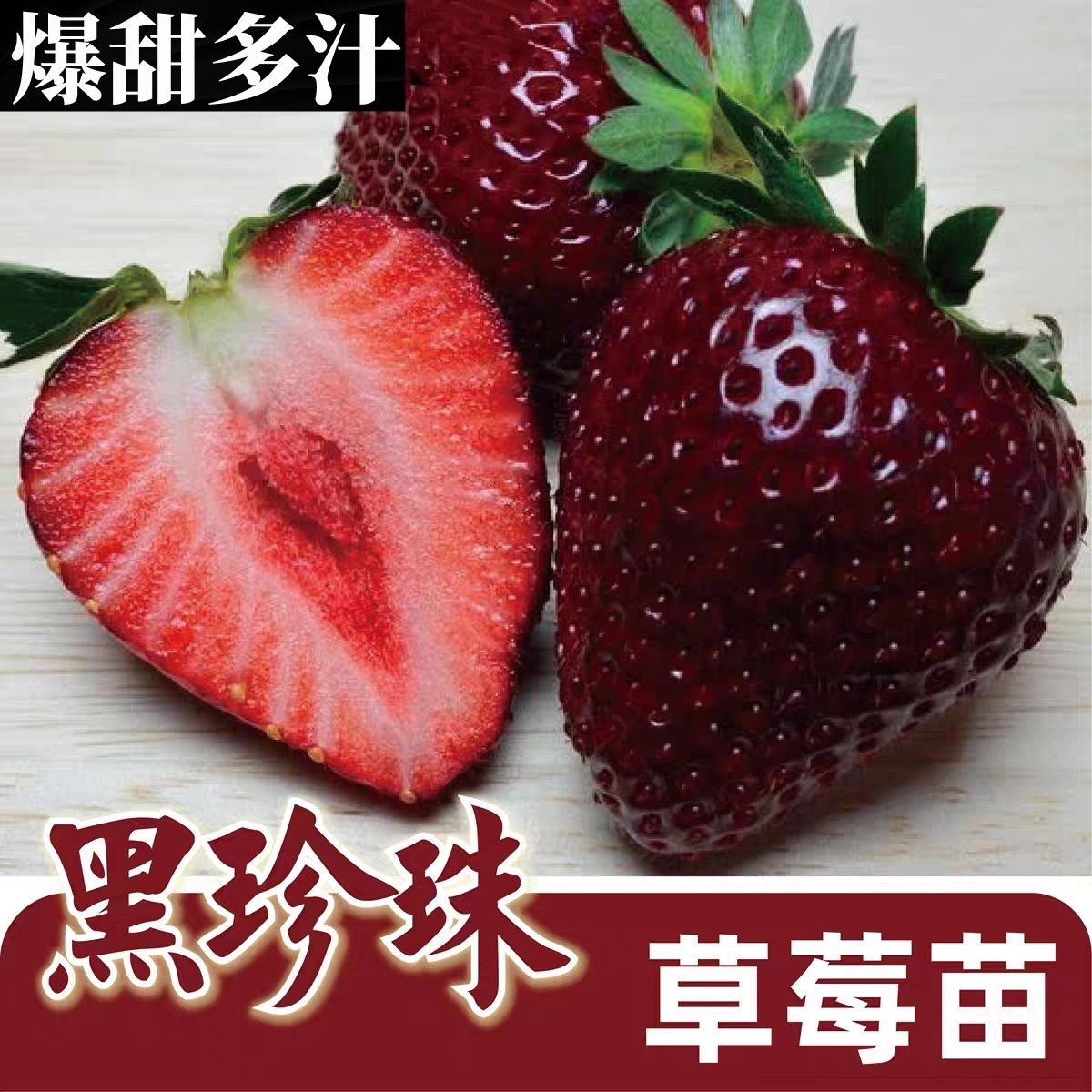 红颜淡雪盆栽奶油草莓苗秧绿植原土原盆黑珍珠草莓苗四季结果
