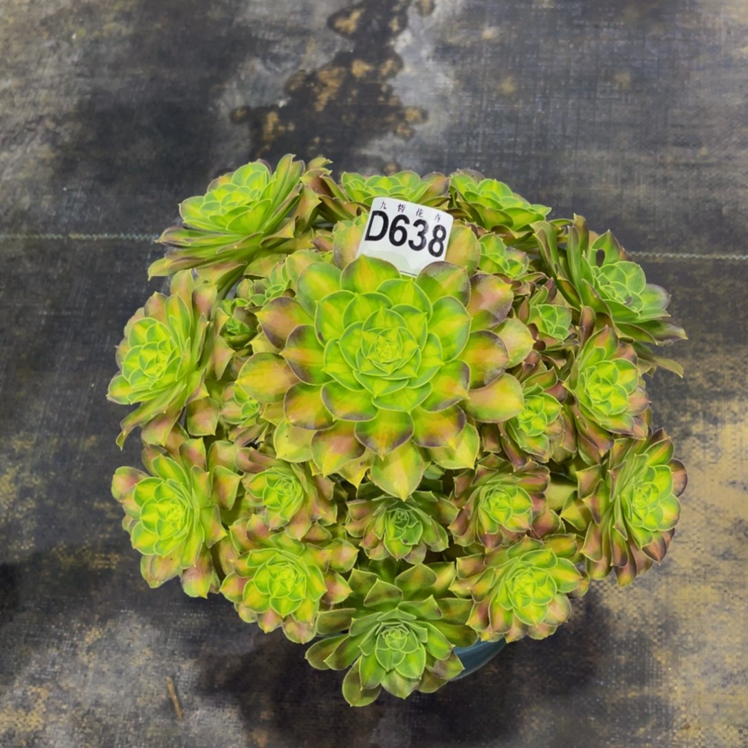 63800韶华福利一颗