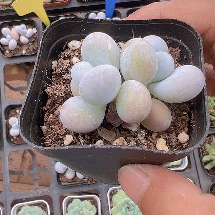 奶酪精品多肉植物大战