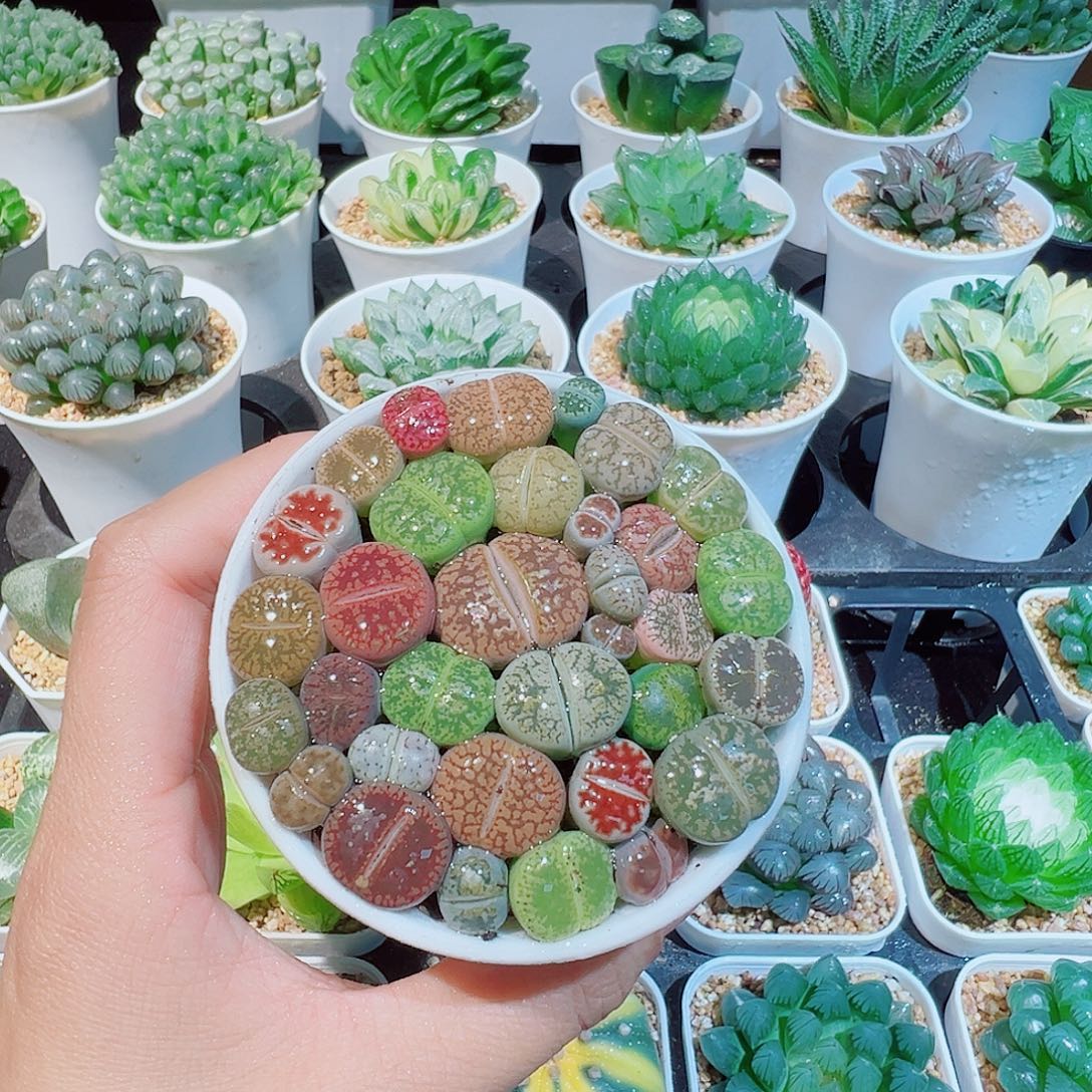 彩色生石花多肉多肉