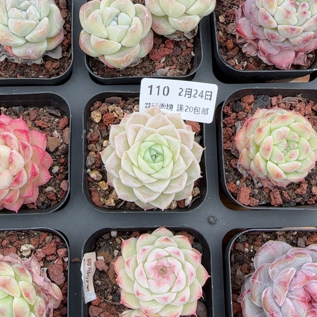 花语逸镜0224-110