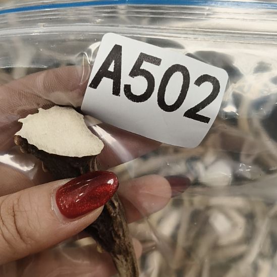 ༄***࿐鹿角鹿角鹿角鹿角鹿角