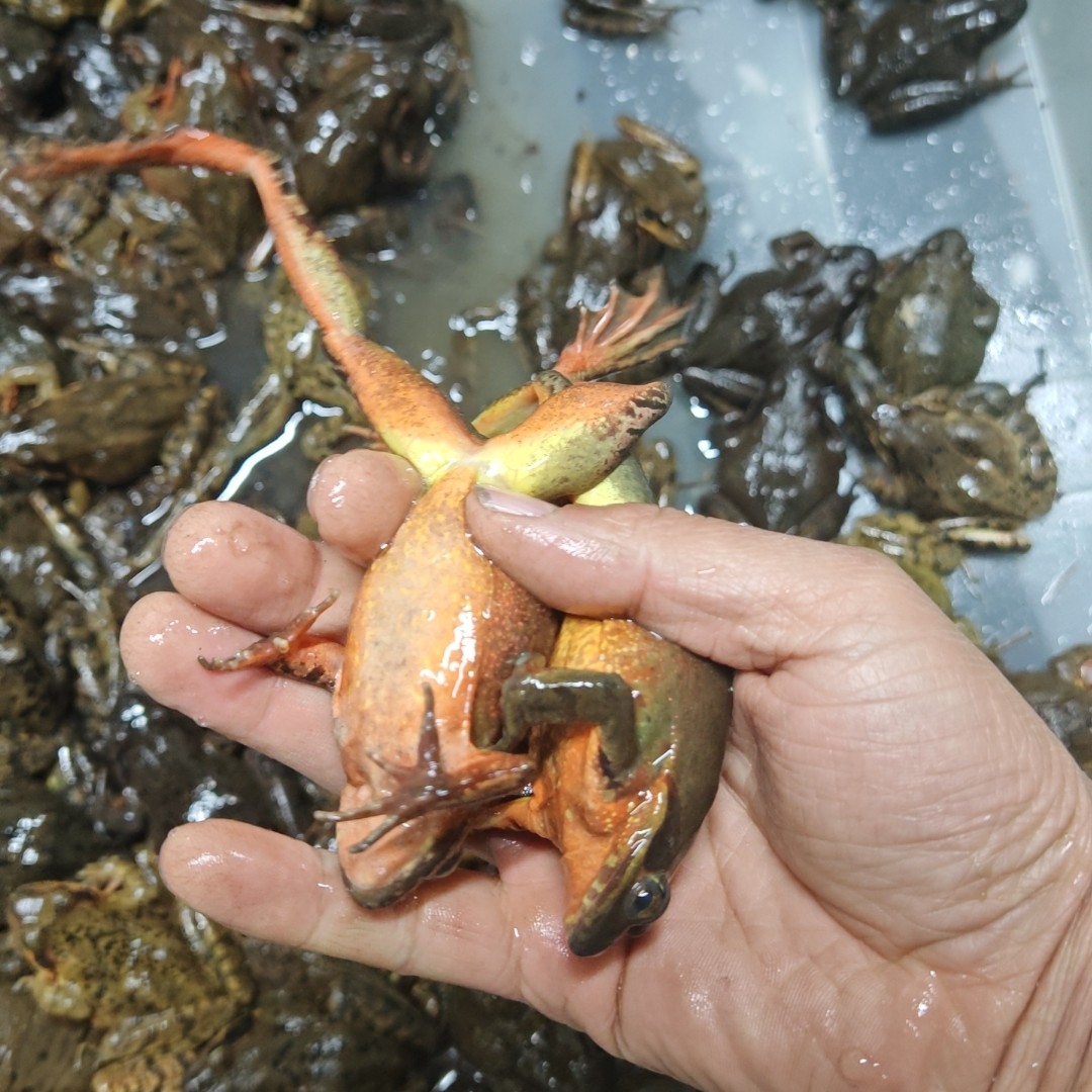 东北特产长白山延边鲜活母蛤包邮还送公蛤和东北大酱