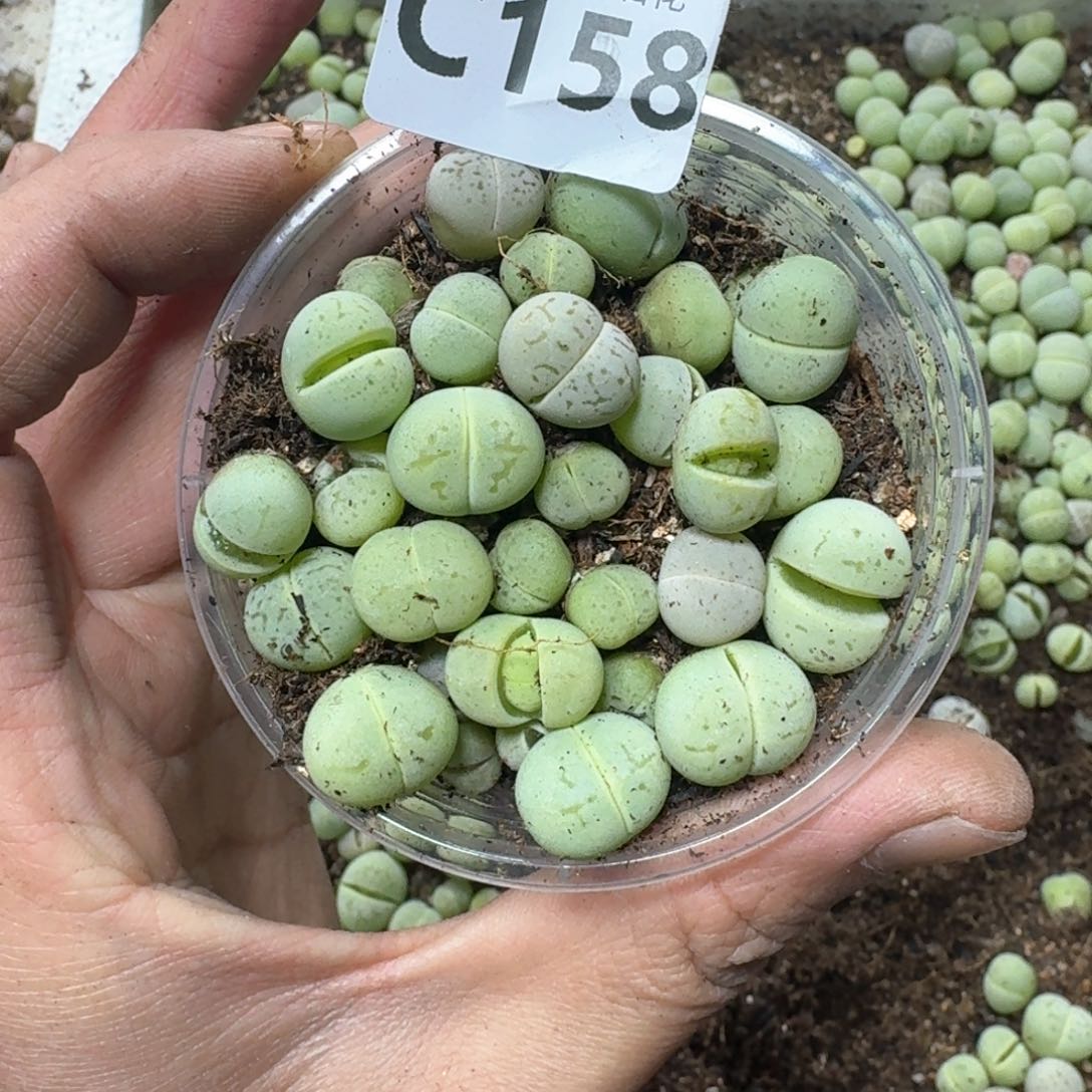 C158 绿大白一盒。