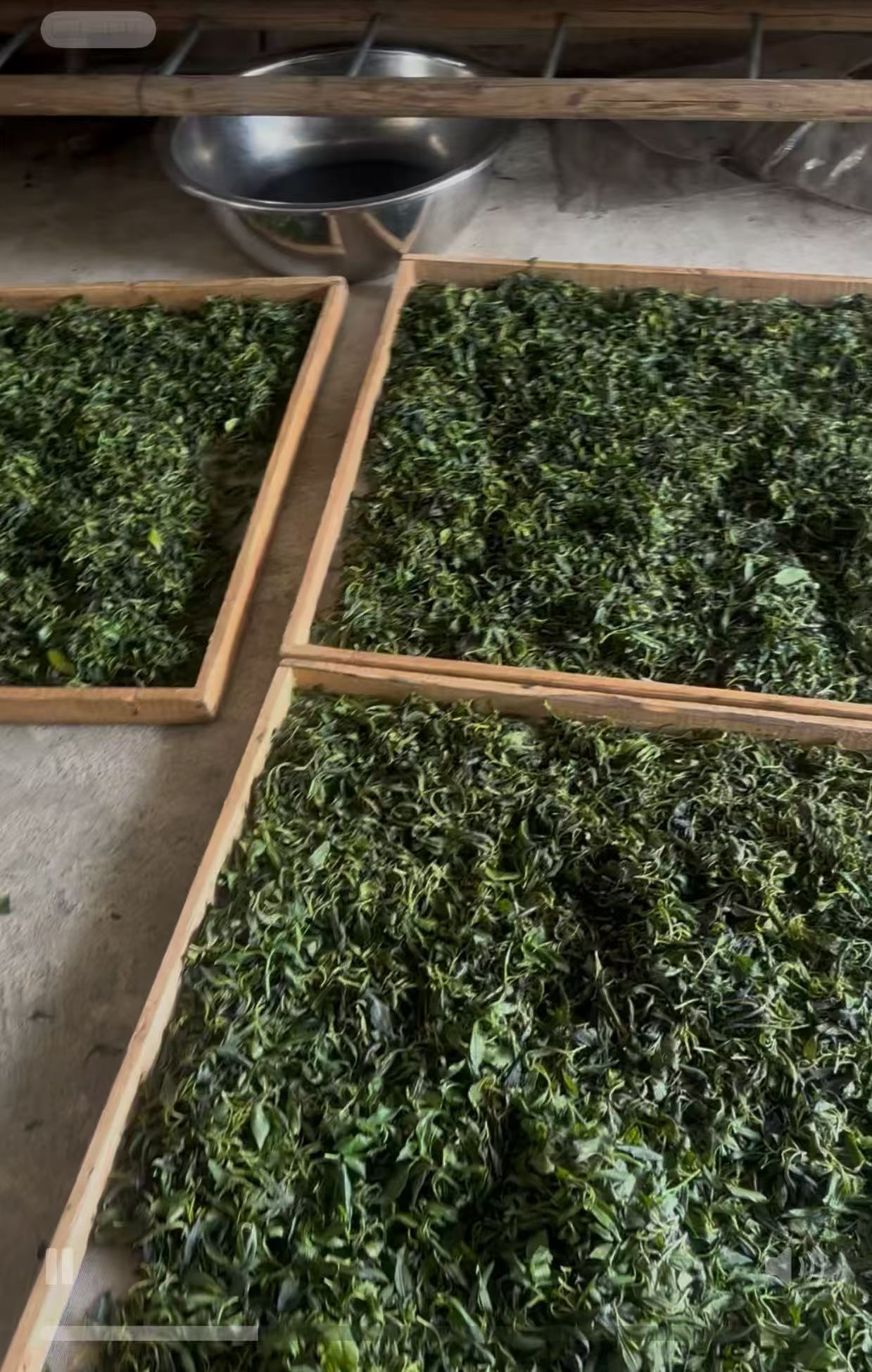 高山云雾石崖绿茶新茶浓香茶叶耐泡口感醇厚