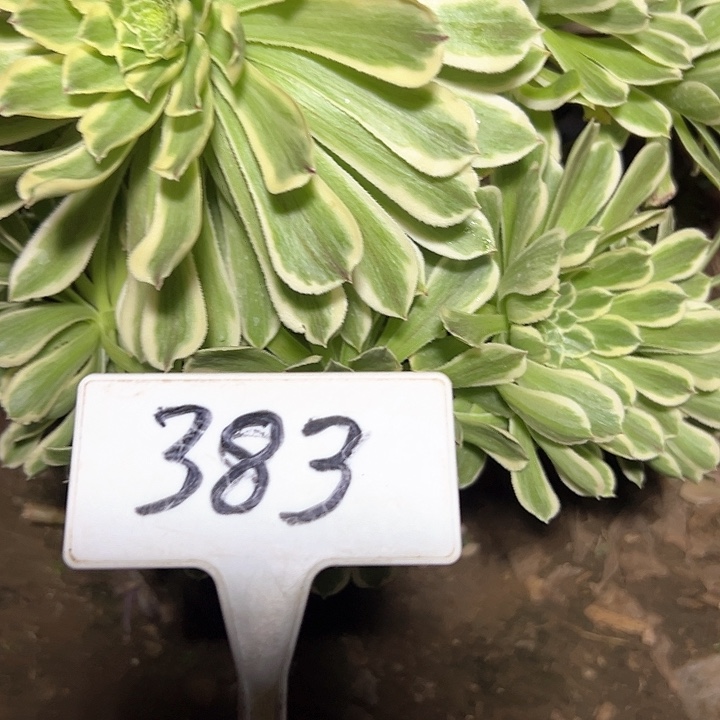 多肉植物必康法师