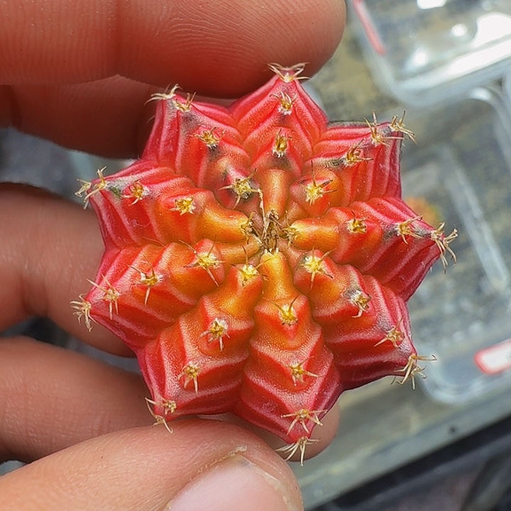 当前无花朵，栽培后可花朵