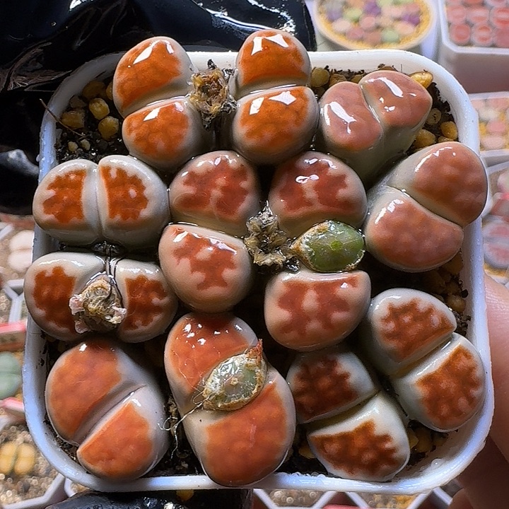 生石花11111111     181