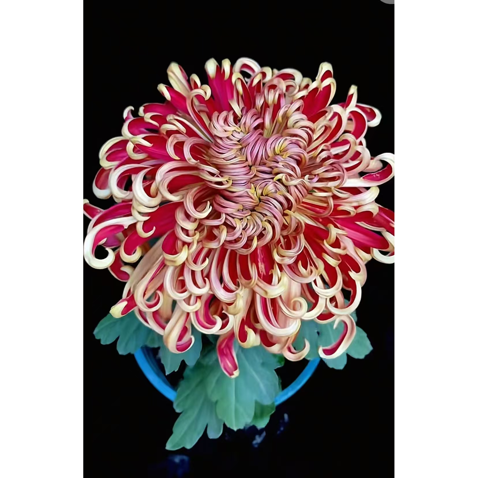 九月菊【燕山秋韵】菊花大苗阳台庭院超大花型