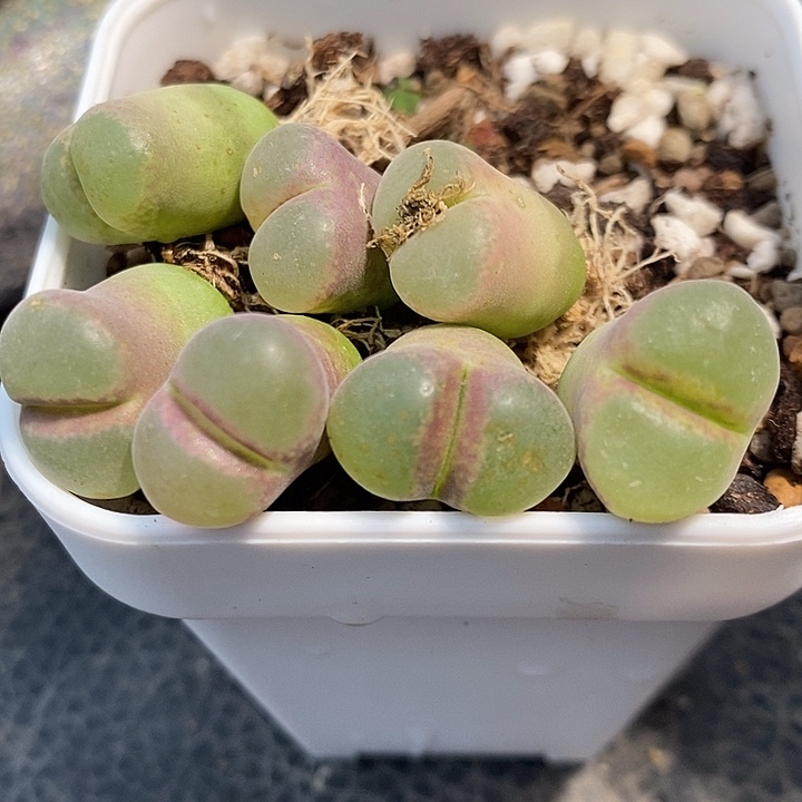 3126粉红女郎风铃一颗。   