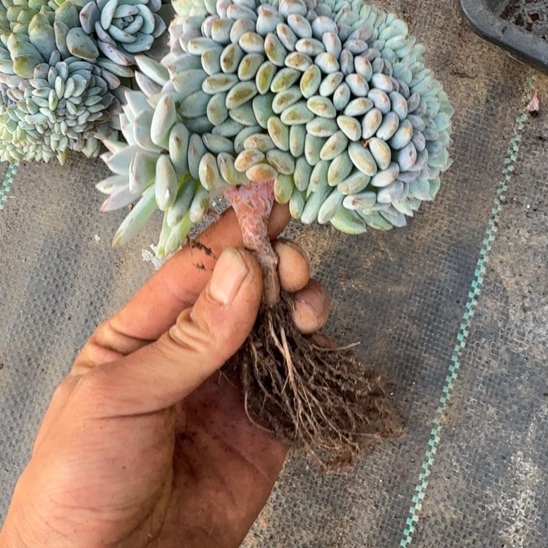 星影树缀无砍多肉