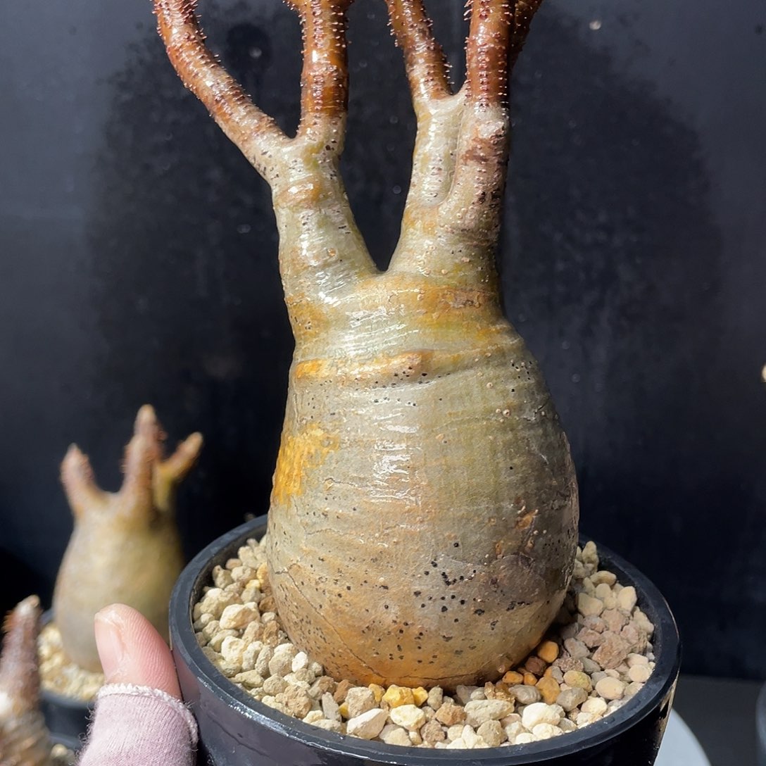 象牙宫老家6.2公分