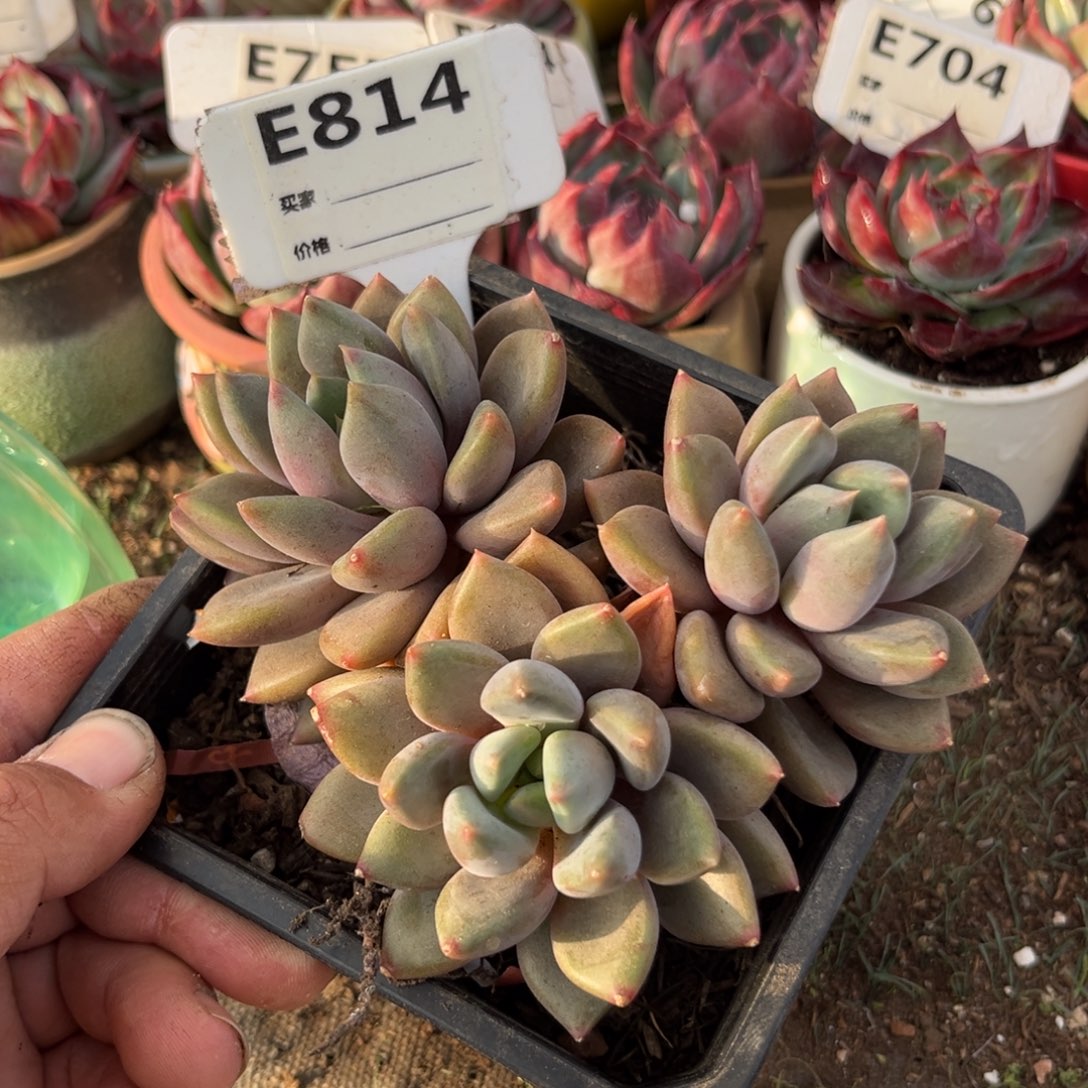 红象牙多肉植物的814