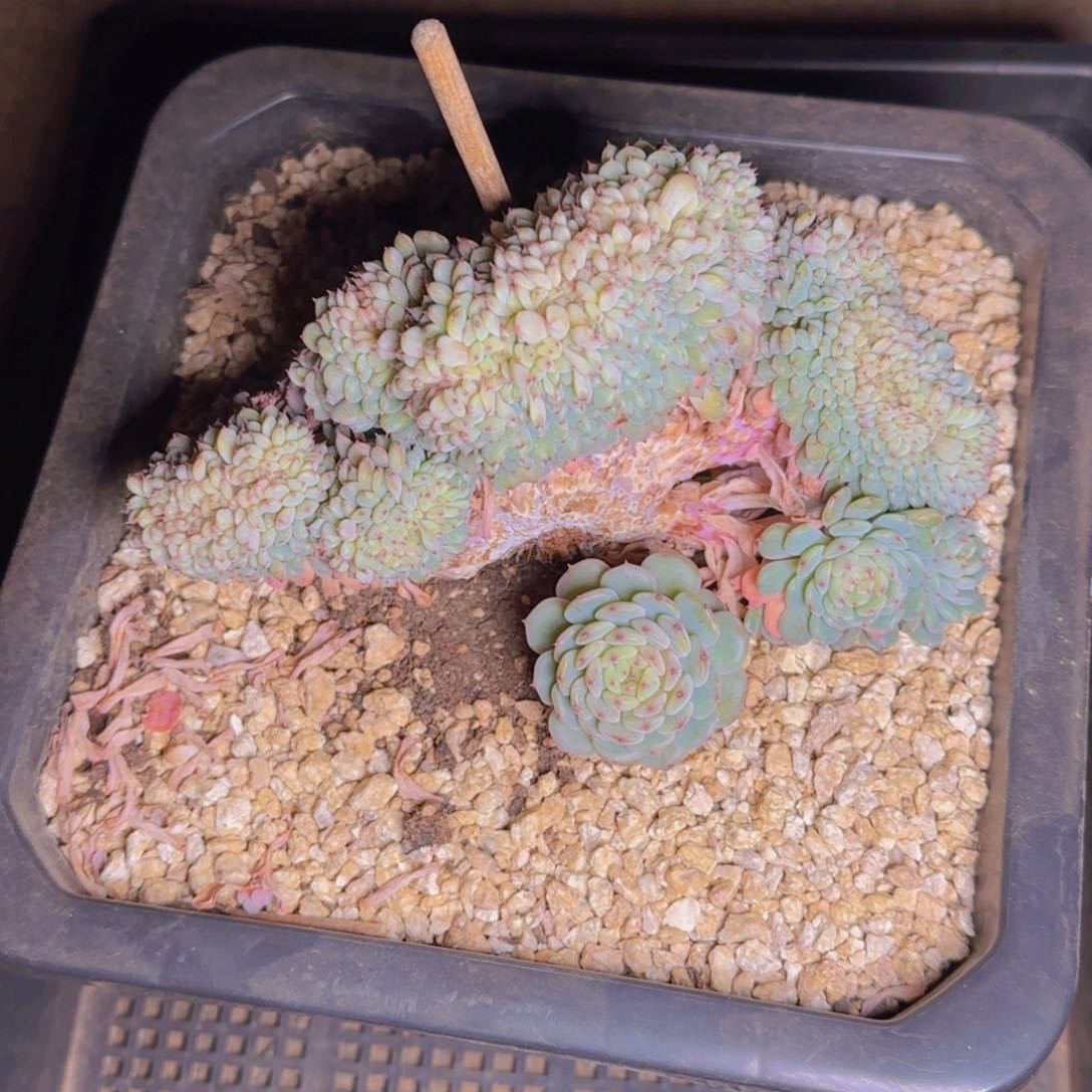 龙耀发货111111111111