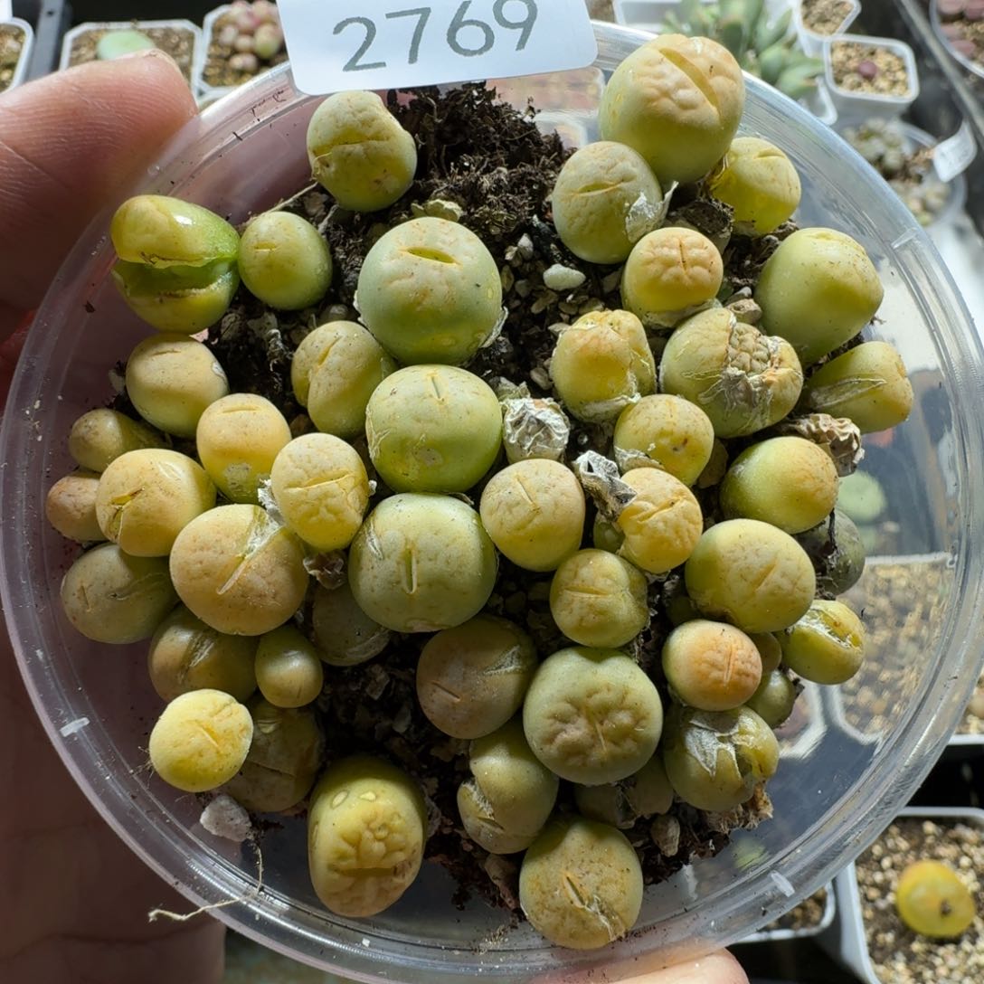 2769。黄绿富贵一大盒