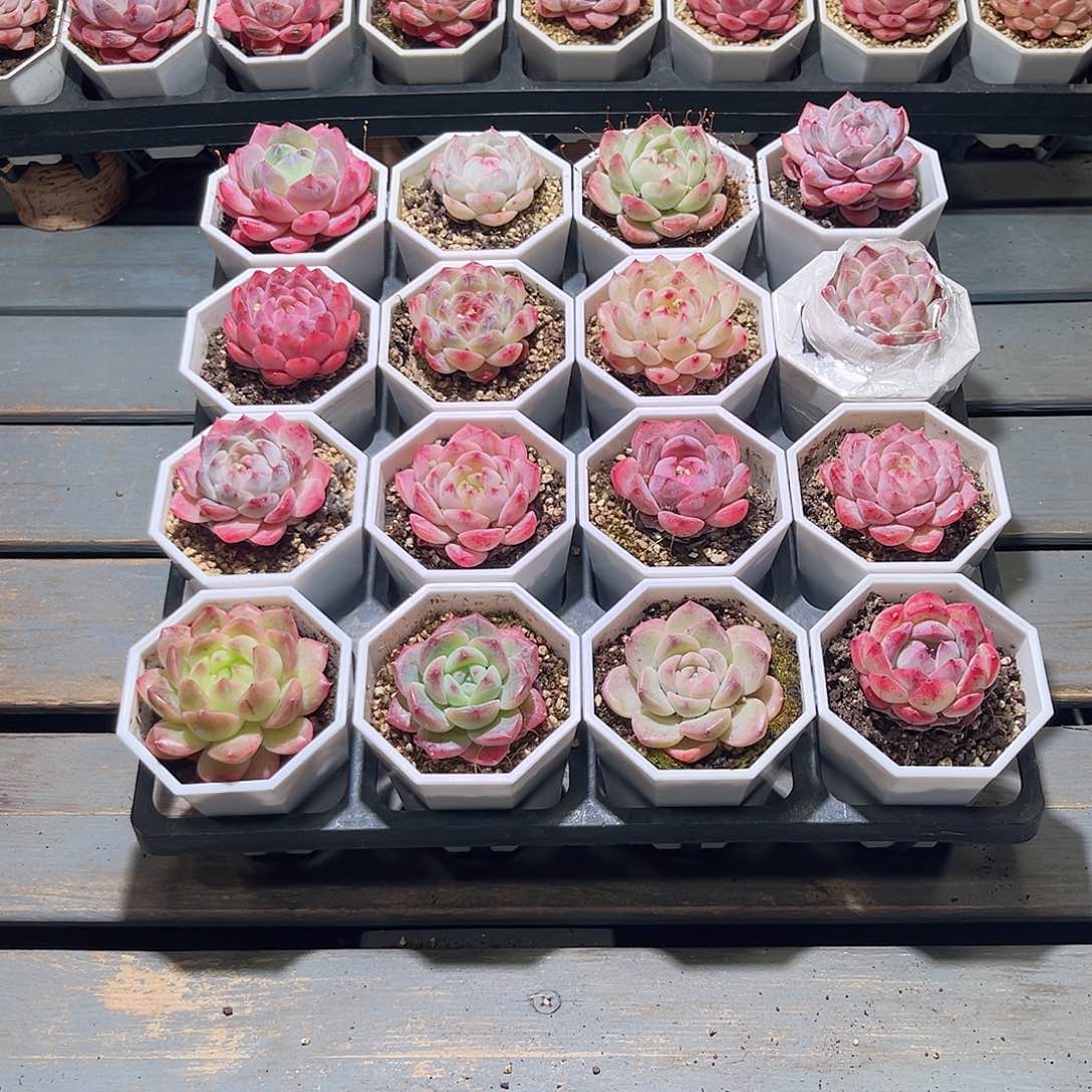 木16颗49.9 7cm口径白八角盆含盆含土量拍随机发货