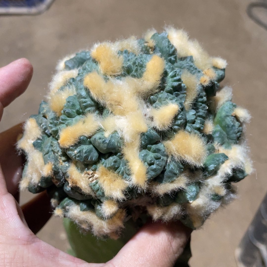 龟甲怒杂群体 907 仙人球