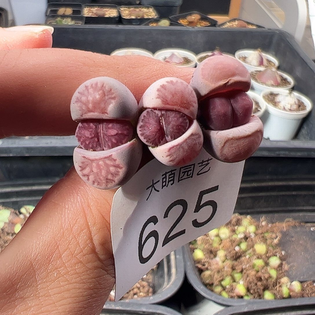 一物一拍。        625