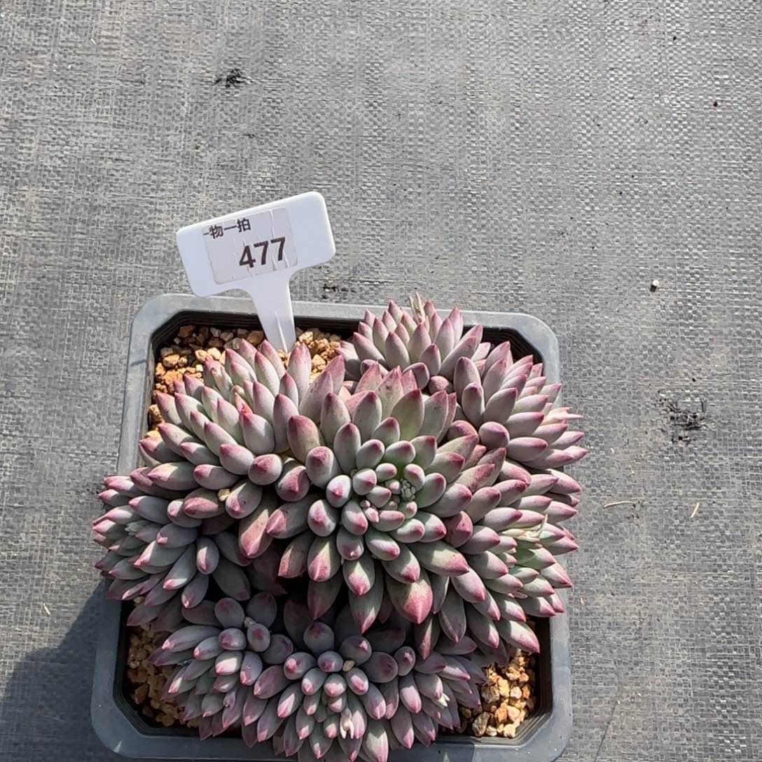 ****V解忧一物一拍477流沙虞