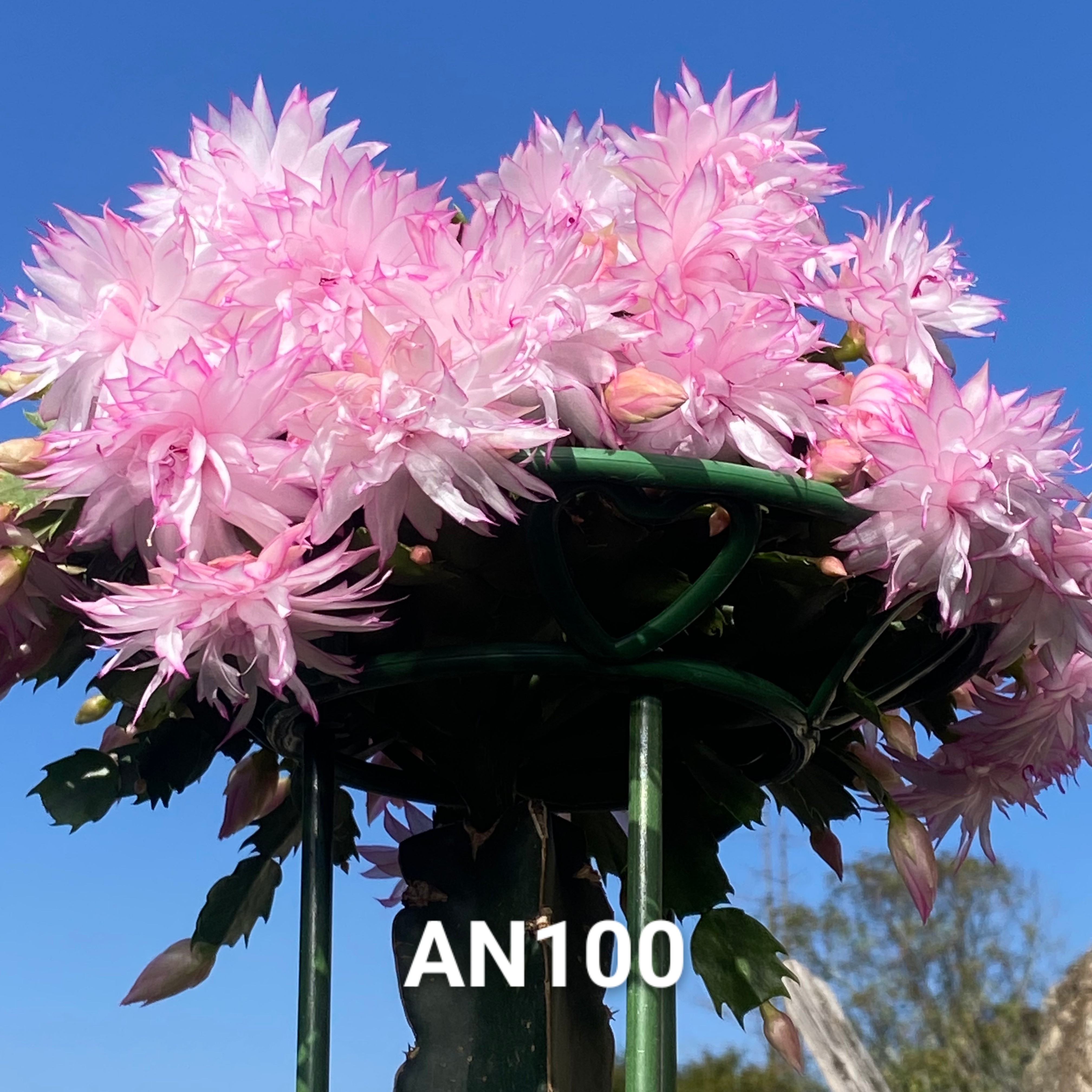 三角嫁接AN100粉色重瓣  带原盆土配花架花卉绿植阳台