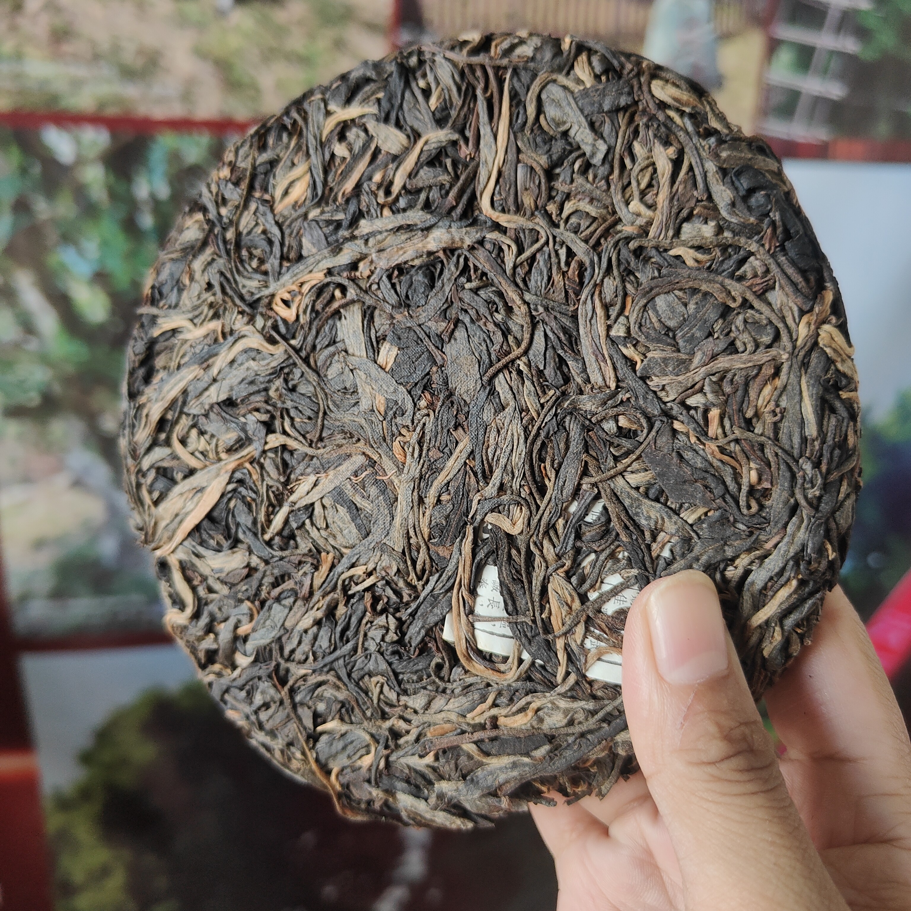 2019年中缅边境古树生茶