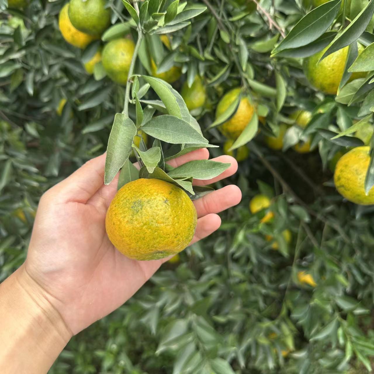 2025年东甲大方冲7年树圈枝大红鲜果顺丰包邮