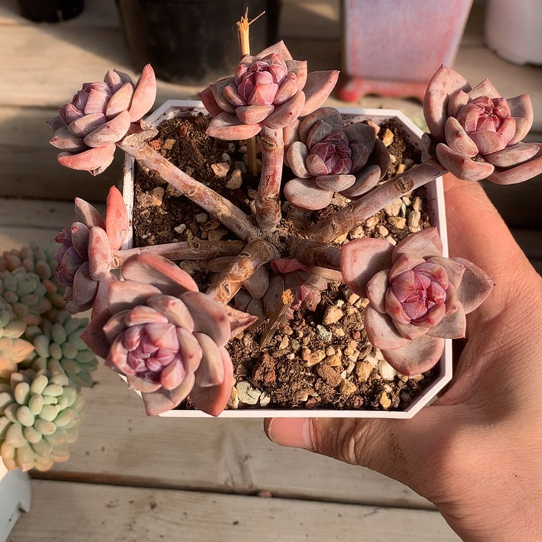 117石榴籽星影摘心群一棵14.5厘米