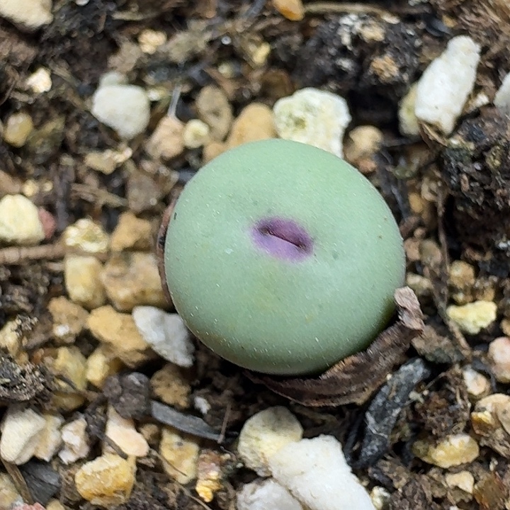 老马生石花小红嘴1002