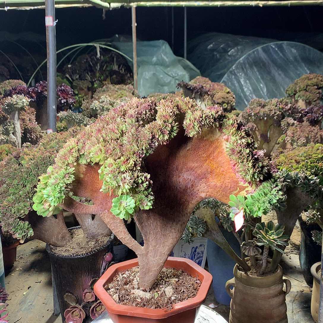 红陶玲*玲珑12335556