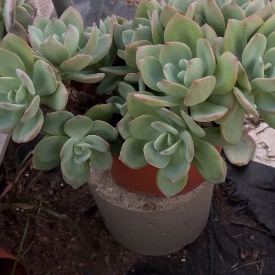 【闪购商品】无花朵悠*?