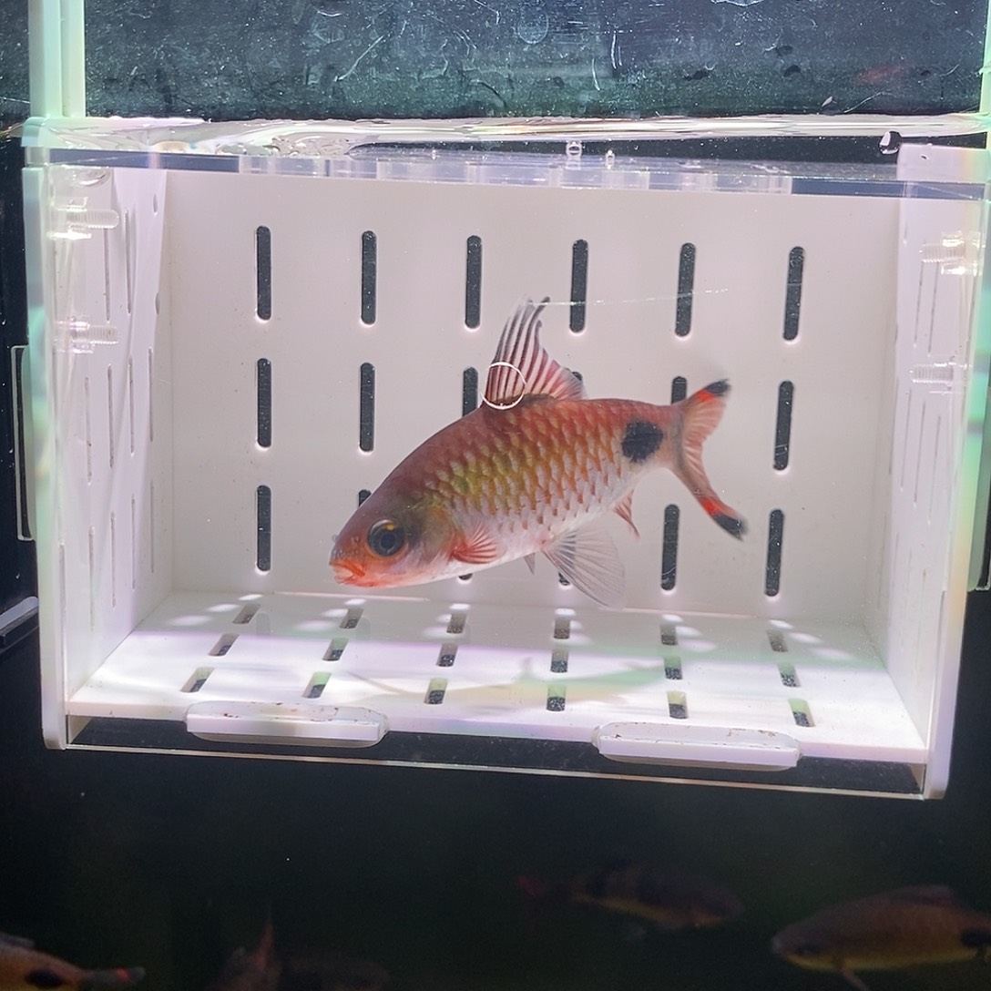 七彩神仙鱼紫红两点鲫 11-12cm 