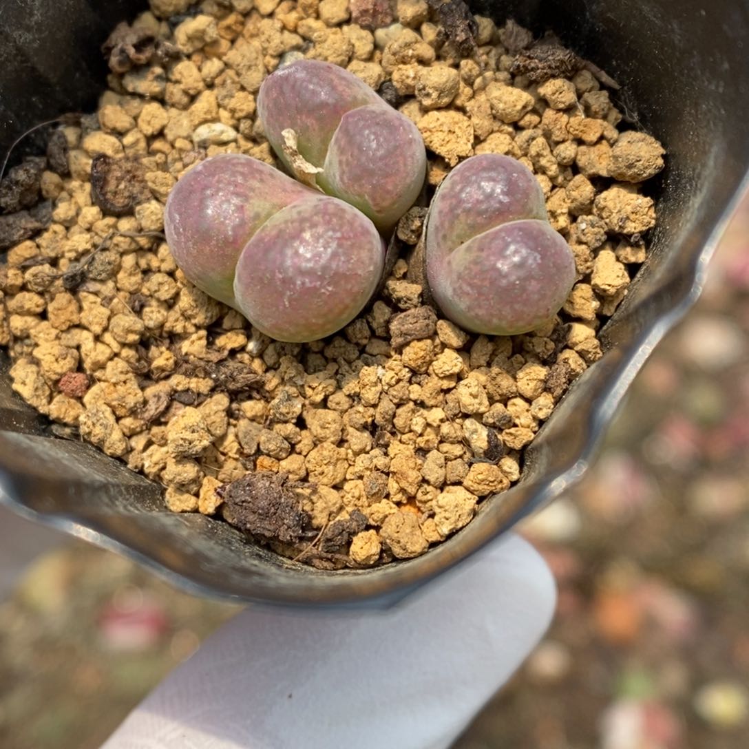 多肉植物肉锥杂交K-6280 风铃杂